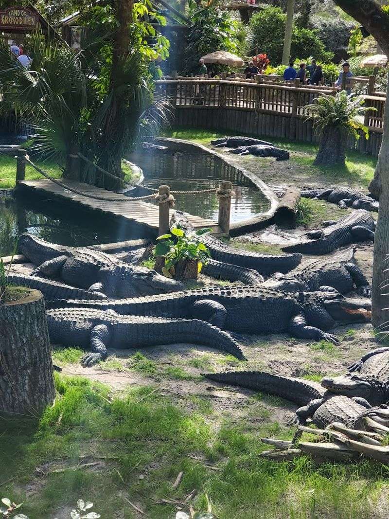 The Swamp Boardwalk Experience