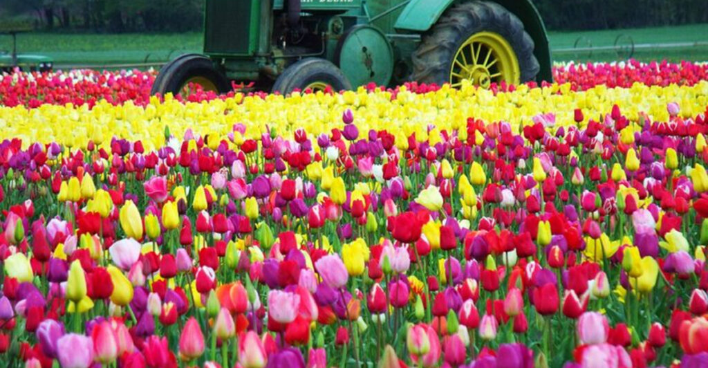 10 Breathtaking Places in Oregon to Experience Endless Fields of Blooming Tulips