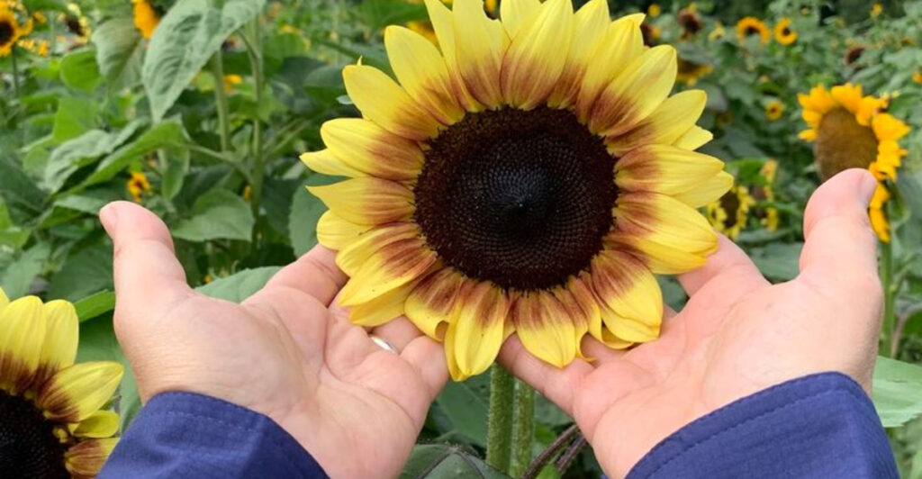 10 Sunflower Farms In New Jersey That Are Made For A Bright Summer Day