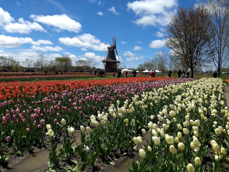 100,000 Tulips and the Spring Season That Stops Traffic