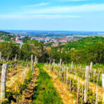 12 Hidden Wine Regions in Eastern Europe Most Tourists Miss