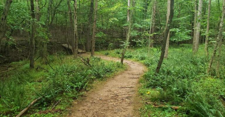 12 North Carolina Day Hikes So Beautiful When You Need a Screen-Free Escape
