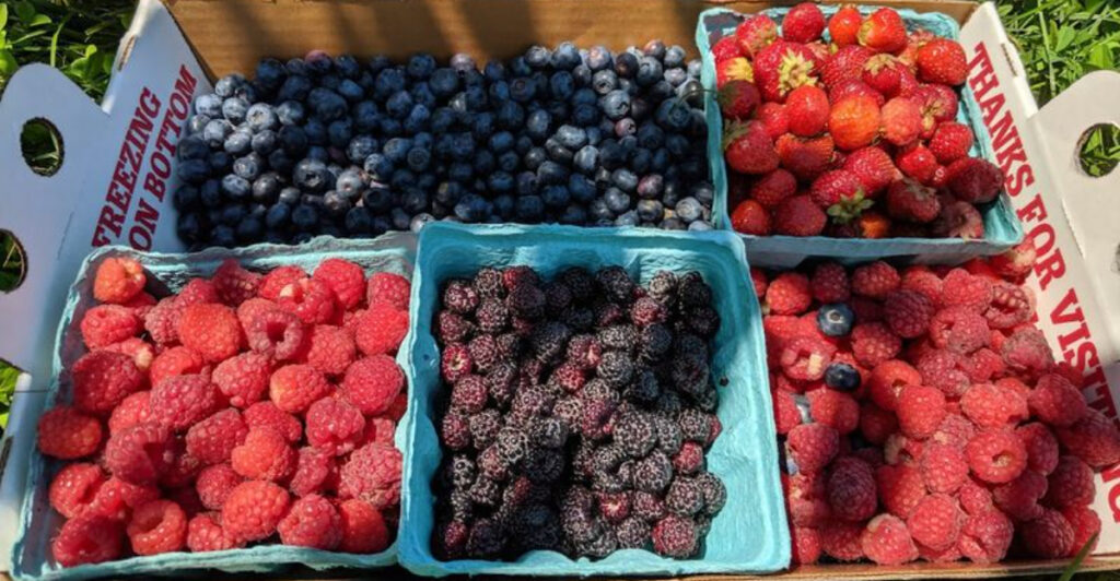 12 Pick-Your-Own Farms In New Jersey With Orchards, Markets, And Family Fun