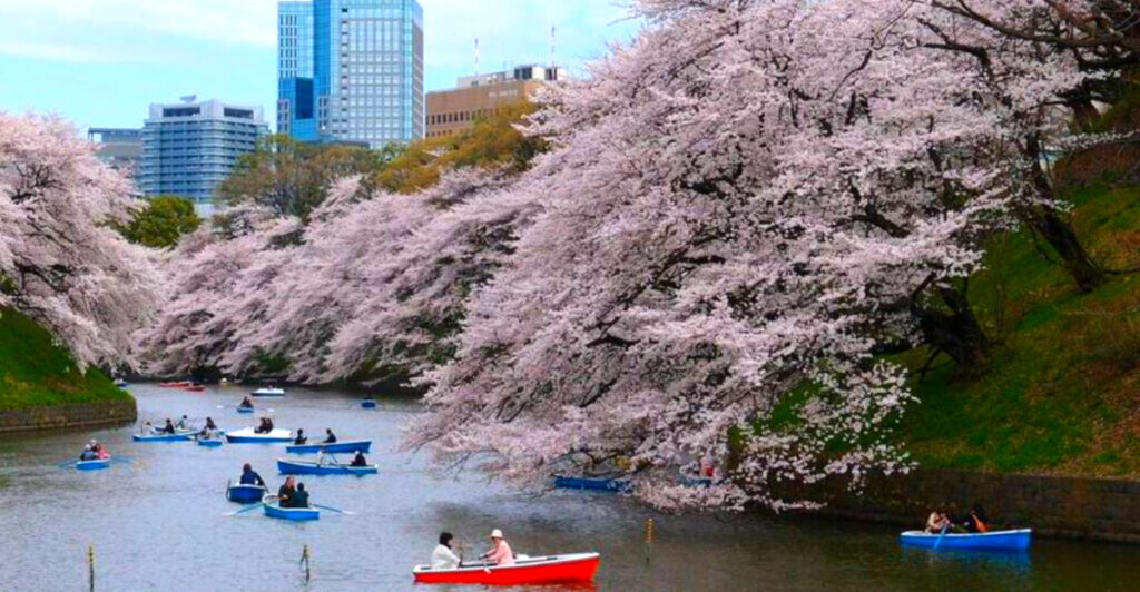12 Regions in Japan That Shine During Cherry Blossom Season