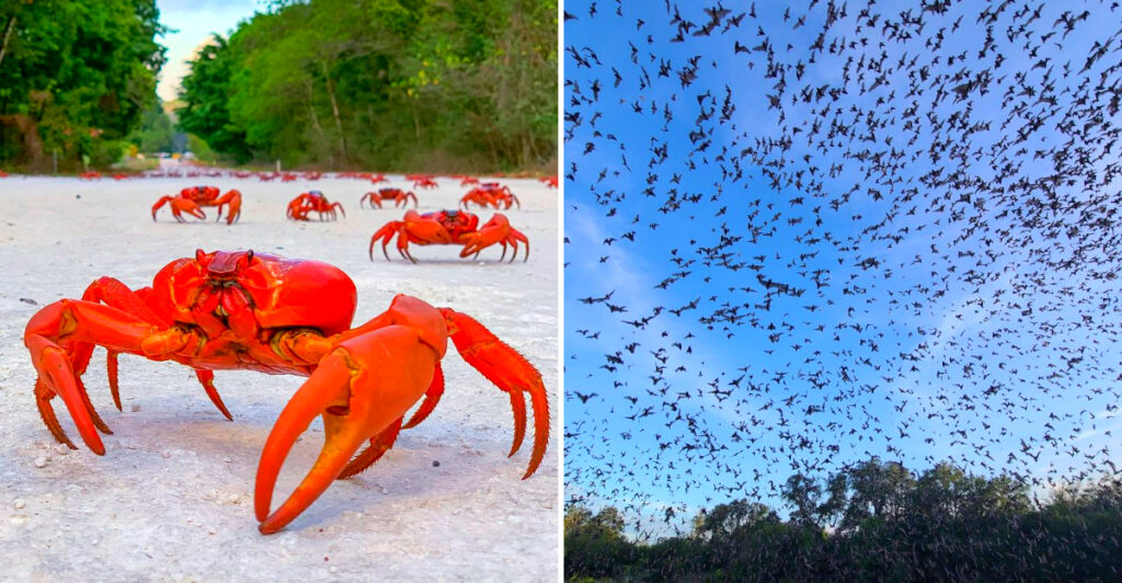 13 Animal Migrations So Massive They Can Be Seen From Space