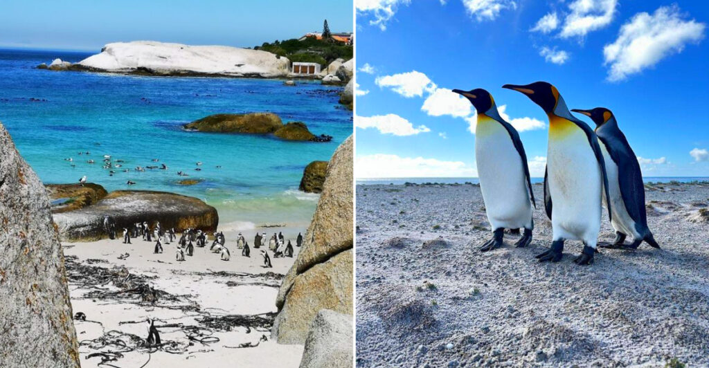 13 Best Destinations for Spotting Penguins Outside Antarctica