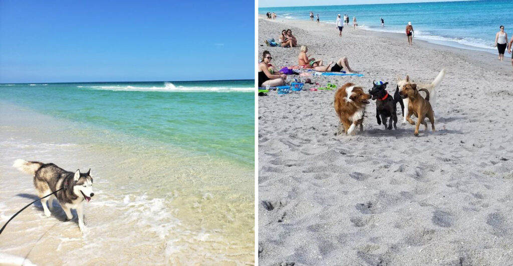 13 Dog-Friendly Florida Beaches Every Pet Parent Should Visit at Least Once