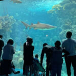 15 Amazing Aquariums in America That Belong on Every Bucket List