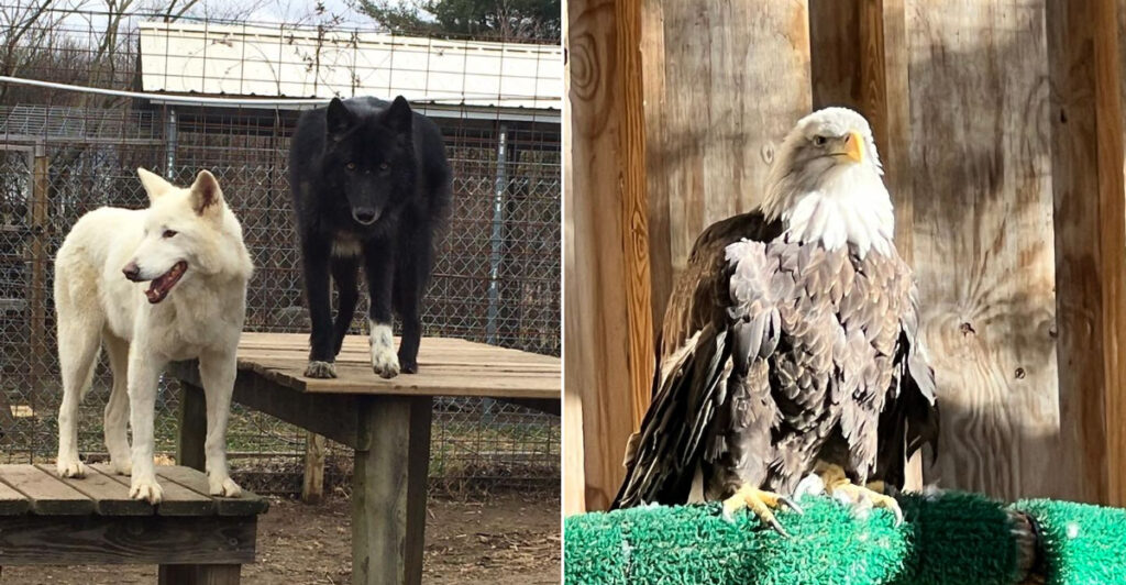 15 Animal Encounters In New Jersey For A Fun Family Day Out