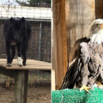 15 Animal Encounters In New Jersey For A Fun Family Day Out
