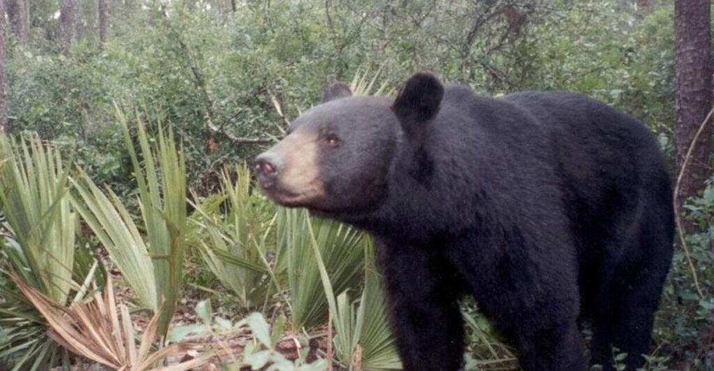 15 Fastest-Growing Wildlife Populations in Florida