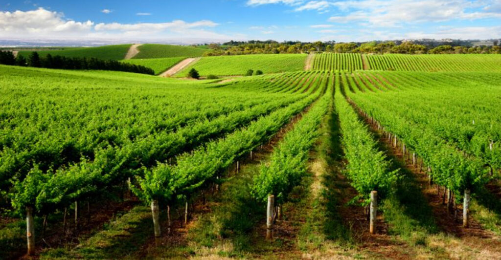 15 World-Class Wine Regions Worth Every Sip and Mile