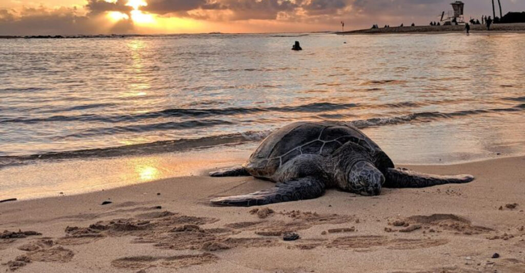 17 Stunning U.S. Beaches Where You Can See Sea Turtles Up Close