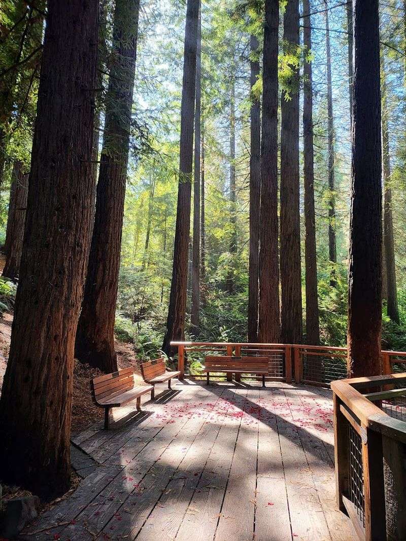 190 Acres of Living History: What Hoyt Arboretum Actually Is