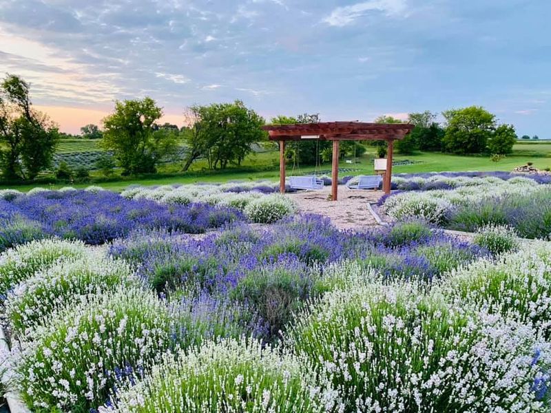 26 Varieties of Lavender Across the Fields