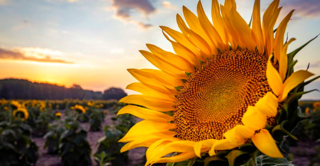8 Beautiful Kansas Sunflower Spots You Need to Visit at Least Once