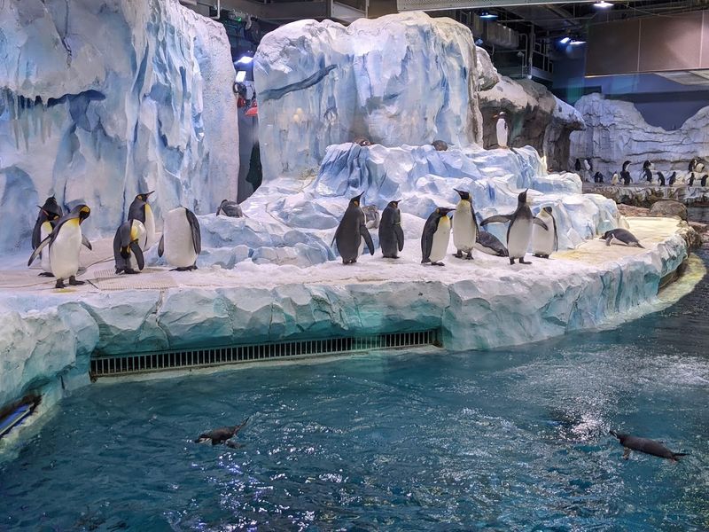 A 326,000-Gallon Pool Engineered for Deep Divers