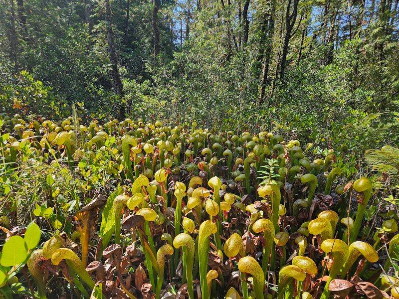 A Bog Unlike Anything Else on the Coast