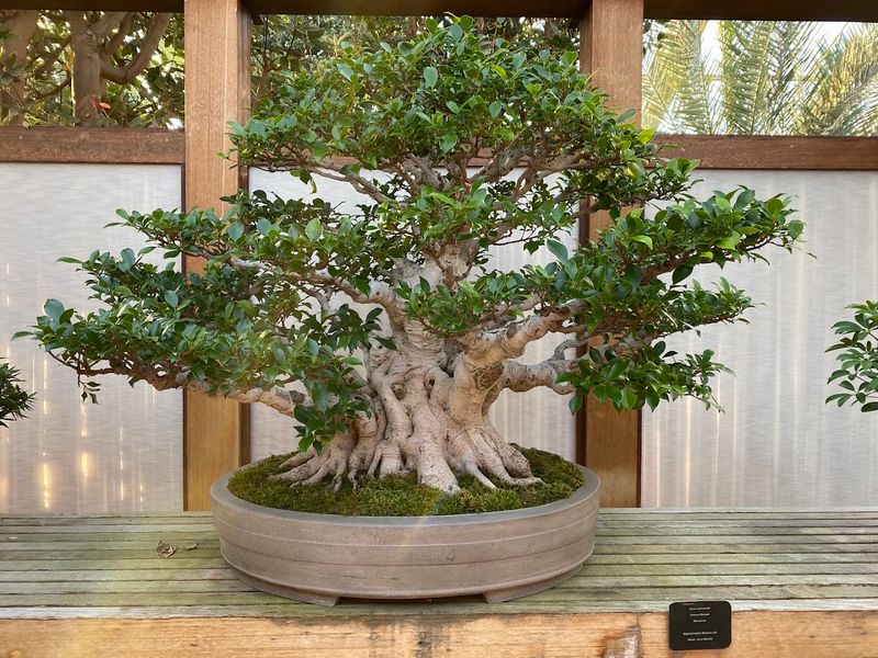 A Bonsai Collection That Will Make Your Jaw Drop