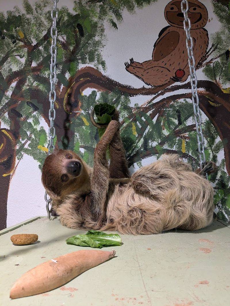 A Cast of Animals That Will Genuinely Surprise You A Cast of Animals That Will Genuinely Surprise You