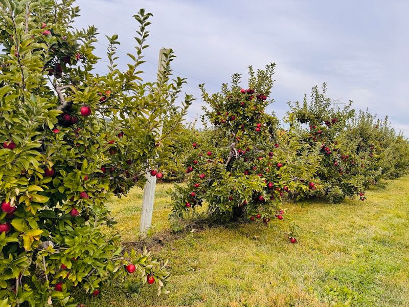 A Century of Apple Growing That Did Not Happen by Accident