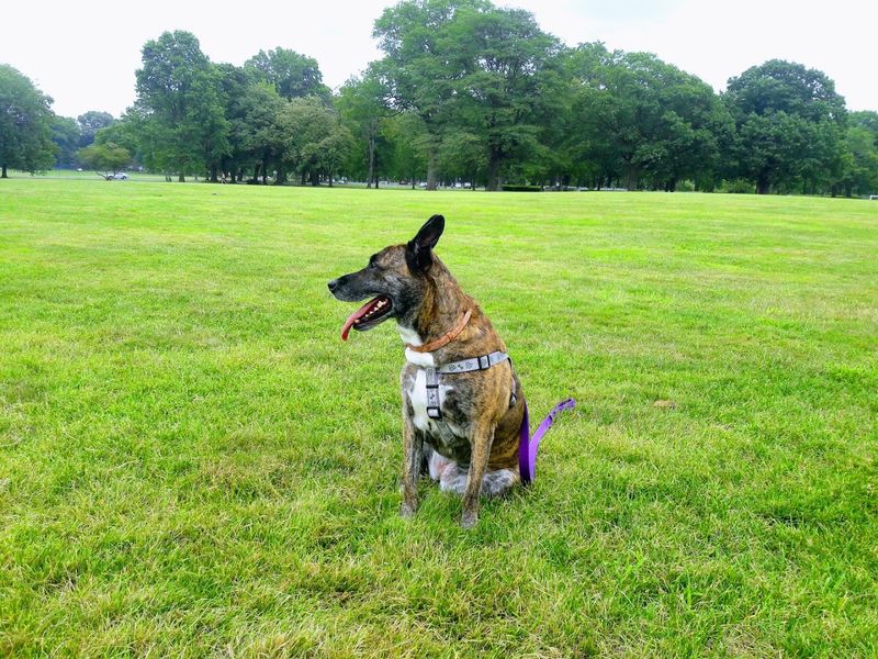 A Dog Park That Four-Legged Regulars Love