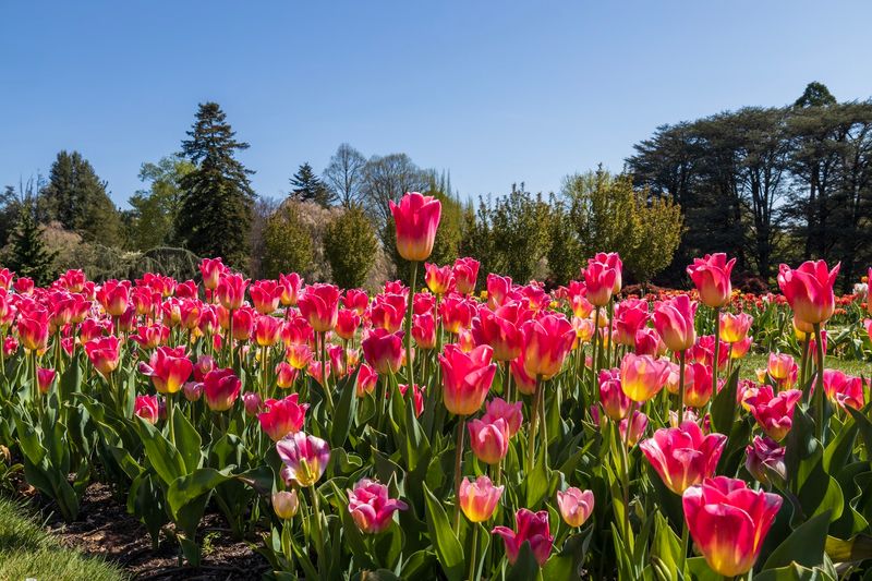 A Garden for Every Season: Tulips, Annuals, and Chrysanthemums A Garden for Every Season: Tulips, Annuals, and Chrysanthemums