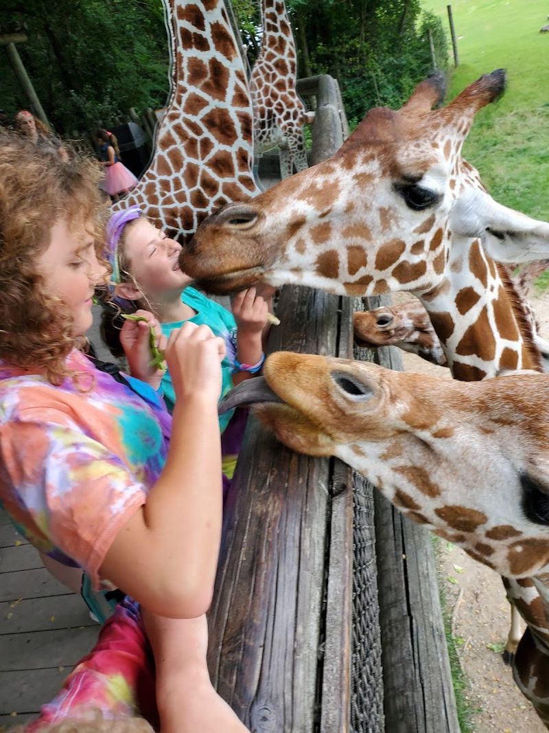 A Giraffe Herd So Large It Stands Out Nationally A Giraffe Herd So Large It Stands Out Nationally