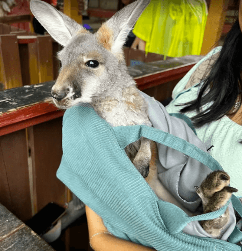 A Petting Zoo in the Middle of It All
