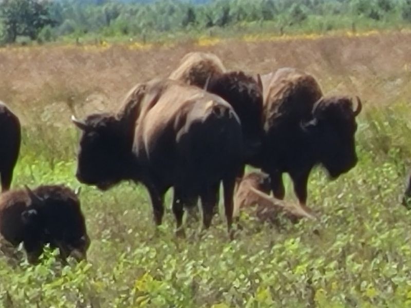 A Prairie Restoration Two Decades in the Making A Prairie Restoration Two Decades in the Making