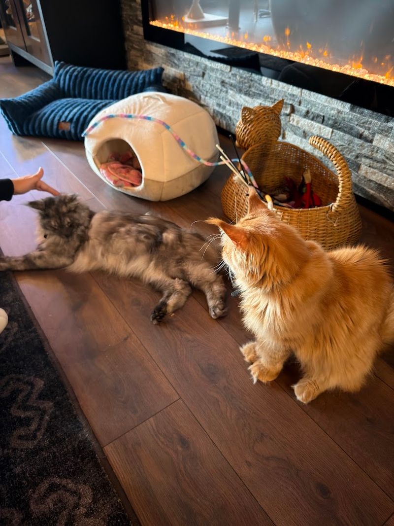 A Sanctuary for Rescue Cats