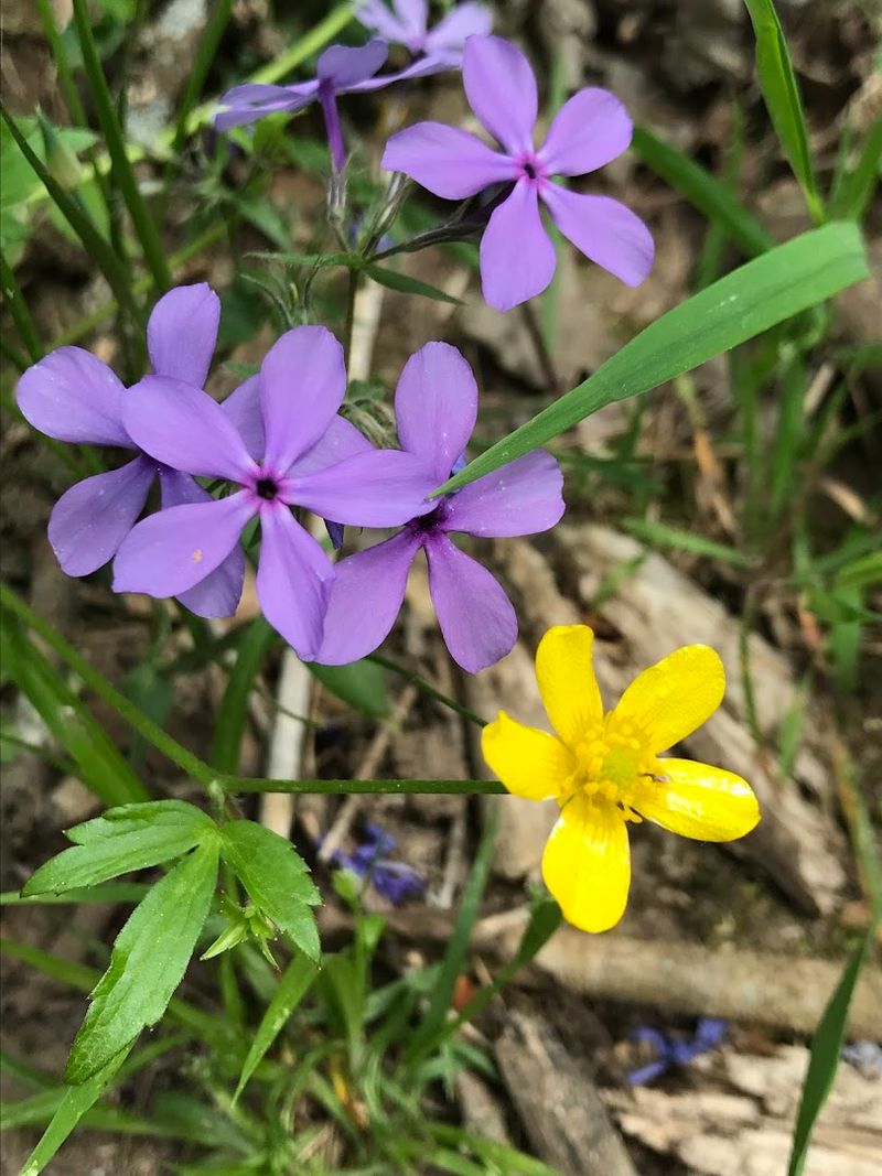 A Surprising Diversity of Plants and Wildlife A Surprising Diversity of Plants and Wildlife