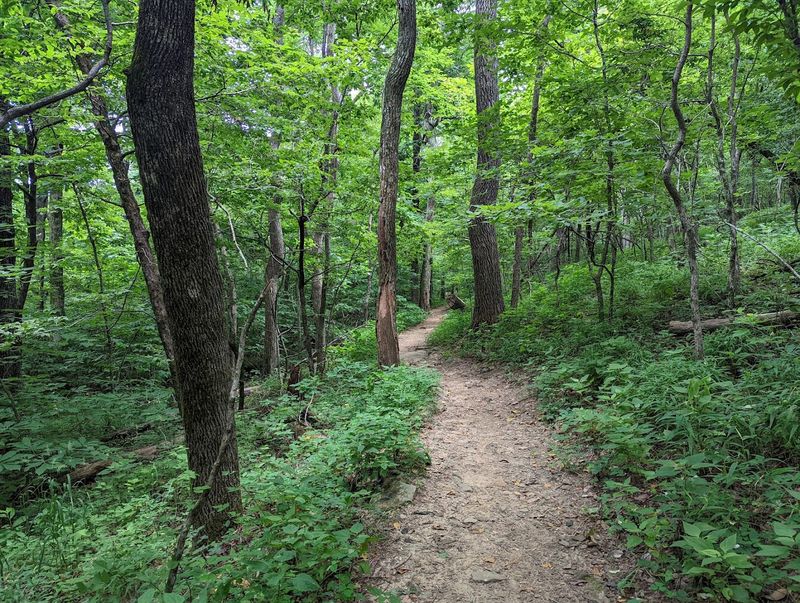 A Trail for Every Pace: Hiking Options Across the Mountain A Trail for Every Pace: Hiking Options Across the Mountain