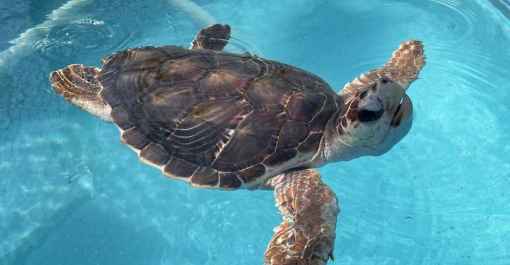A Unique Florida Rescue Center Where Sea Turtles Get a Second Chance
