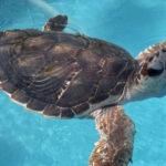 A Unique Florida Rescue Center Where Sea Turtles Get a Second Chance