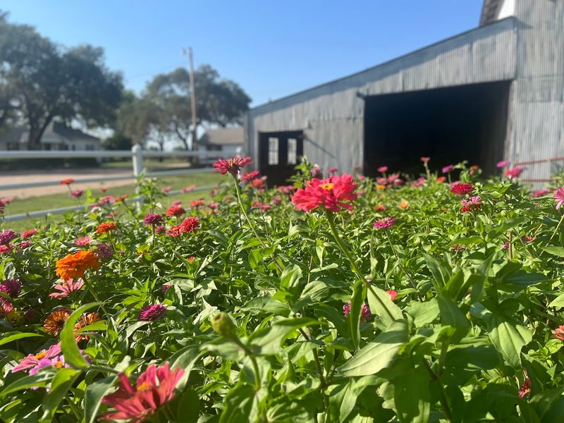 A to Z Farm and Flower, Rose Hill, Kansas A to Z Farm and Flower, Rose Hill, Kansas