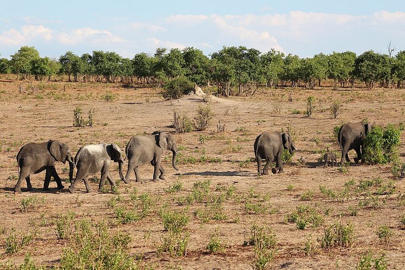 African Elephant Migration, Botswana