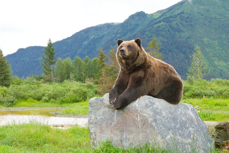 Alaska Wildlife Conservation Center - Portage, Alaska