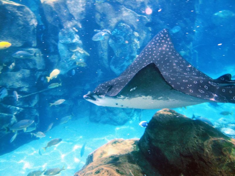 The SeaVenture Underwater Walking Experience