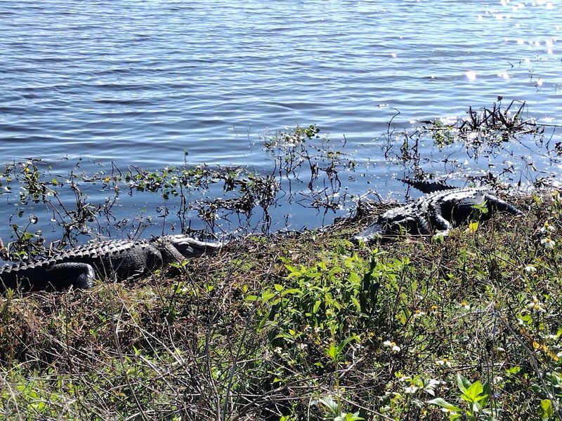 Alligator Alley: The Trail That Lives Up to Its Name