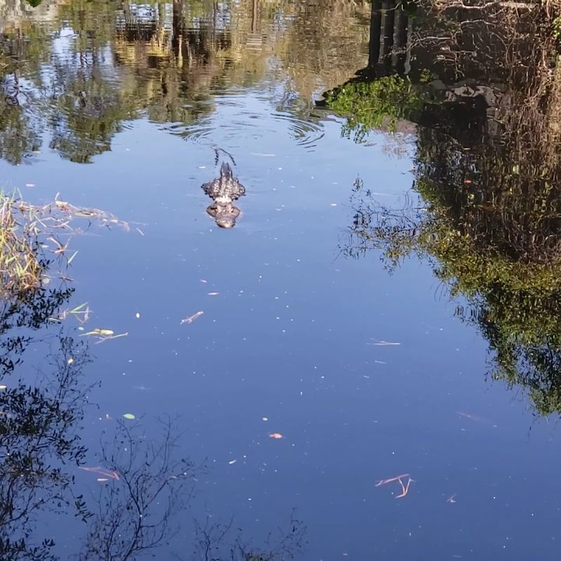 Alligator Country: What to Expect on the Water