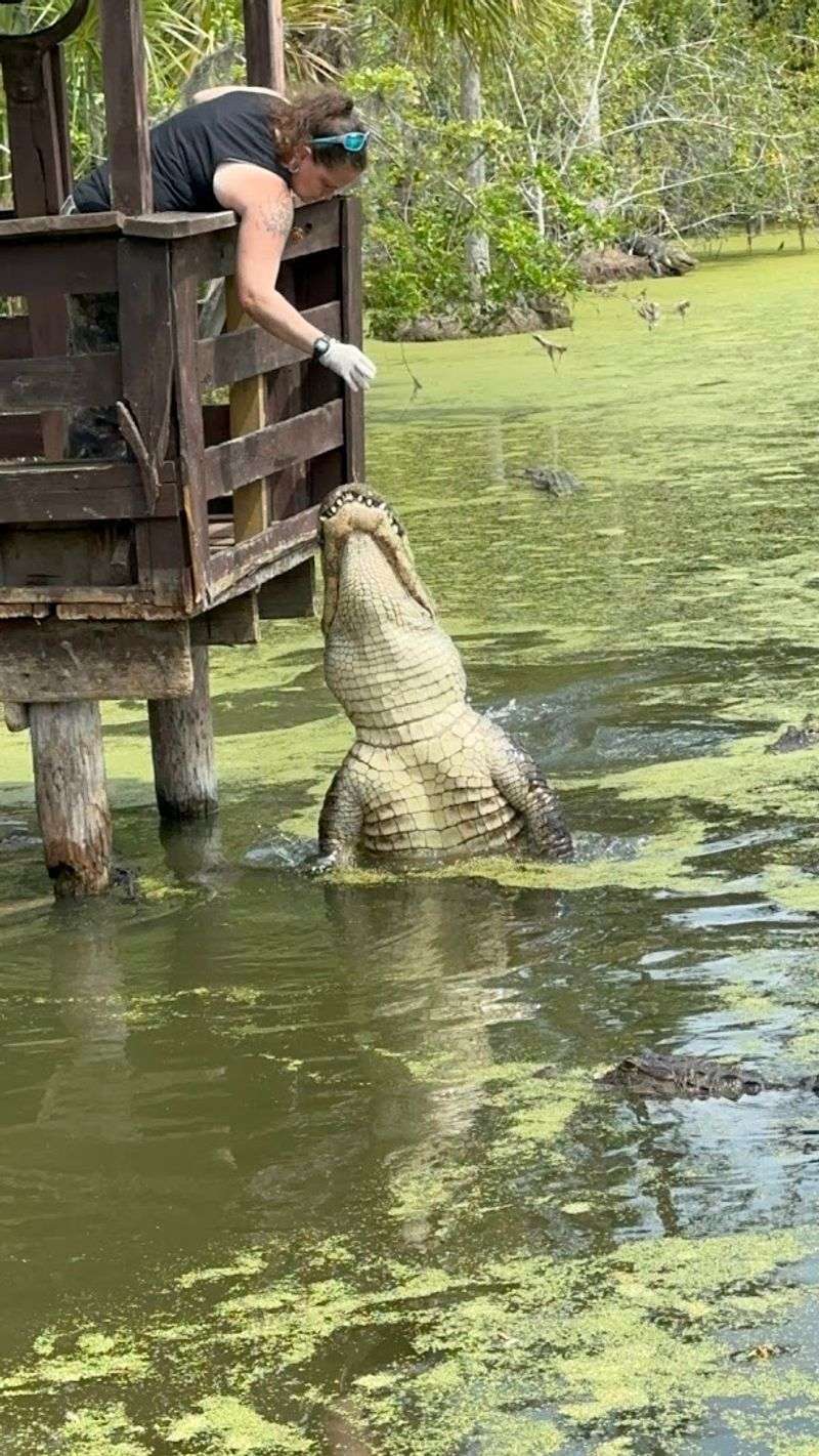 Alligator Feedings That Actually Deliver the Thrills