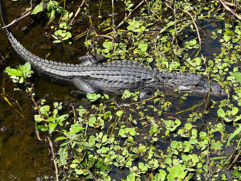 Alligators, Raccoons, and Other Wildlife Encounters Alligators, Raccoons, and Other Wildlife Encounters