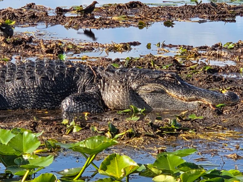 Alligators Up Close: The Main Event on the Water