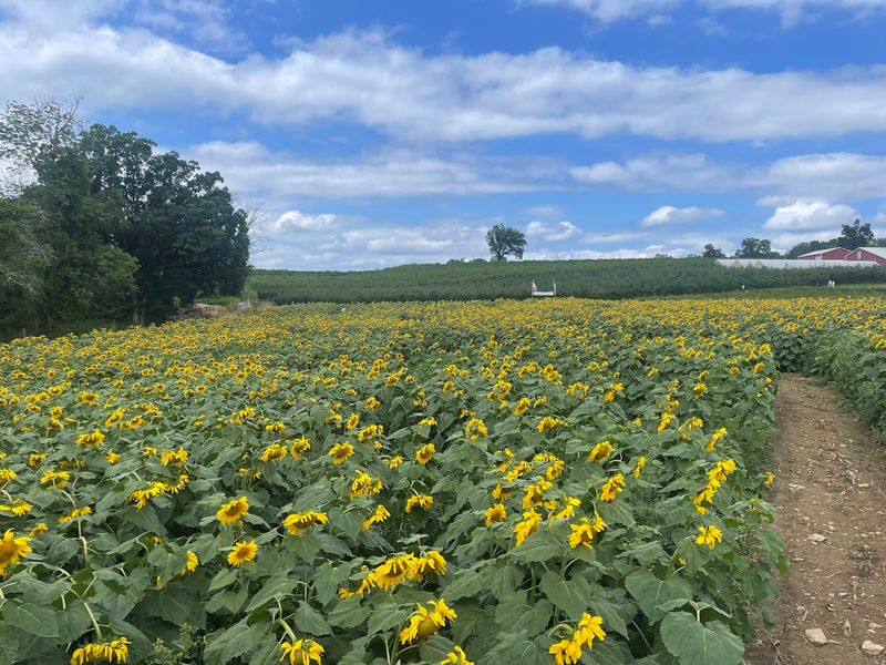 Alstede Farms In Chester, New Jersey