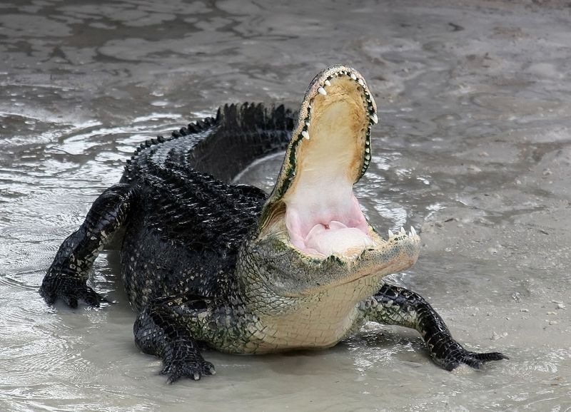American Alligators American Alligators