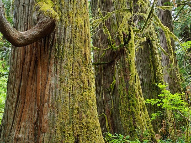 Ancient Cedar Trees That Redefine Scale