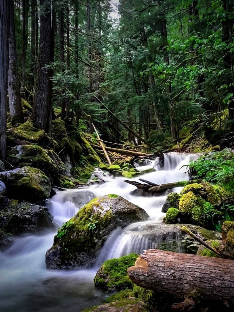 Ancient Cedars and the Trail That Honors Them
