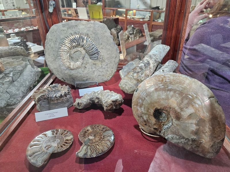 Ancient Sea Creatures and the Inland Ocean That Once Covered Missouri