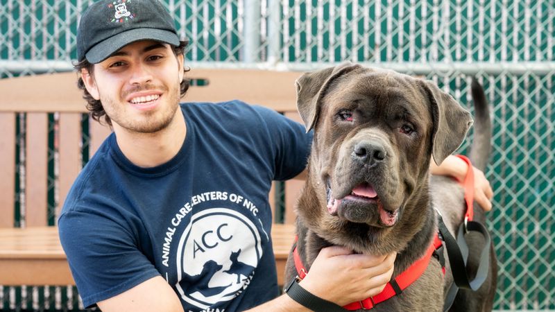 Animal Care Centers of NYC, New York City, New York, USA Animal Care Centers of NYC, New York City, New York, USA
